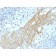 CD59 (heavy chain of Protectin)(MACIF/1193), 1mg/mL