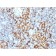 Biotium BNUM1210-50, CD163 (Monocyte & Macrophage Marker)(M130/1210), 1mg/mL