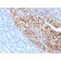 Biotium BNUM1318-50, CD35 / CR1 (Follicular Dendritic Cell Marker)(To5), 1mg/mL
