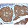NSE gamma (Neuron Specific Enolase, gamma) (Neuroendocrine Marker) (ENO2/1462), 1mg/mL