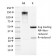 Biotium BNUM1474-50, ATRX / RAD54 (Alpha Thalassemia Mental Retardation)(23c), 1mg/mL