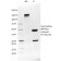 Biotium BNUM1528-50, BTLA(BTLA/1528), 1mg/mL