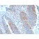 Biotium BNUM1530-50, Calpain 1(CAPN1/1530), 1mg/mL