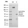 Biotium BNUM1538-50, Bromodeoxyuridine (BrdU) (Proliferation Marker)(rBRD469), 1mg/mL