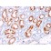 Biotium BNUM1547-50, CD137L / 4-1BBL / TNFSF9(CD137L/1547), 1mg/mL