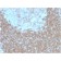 Biotium BNUM1557-50, CD268 / BAFFR / TNFRSF13C(BAFFR/1557), 1mg/mL