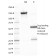 Epstein-Barr Virus (LMP-1)(CS2), 1mg/mL