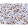 CELA3B / ELA3B (Pancreatic Function Marker) (CELA3B/1757), 1mg/mL