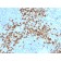 MMP9 (Matrix Metalloproteinase 9)(2C3), 1mg/mL