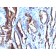 Prostate Specific Antigen (PSA)(3E6), 1mg/mL