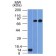 p63 (Squamous, Basal and Myoepithelial Cell Marker) (TP63/1786), 1mg/mL