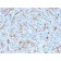 CFTR (Cystic Fibrosis Transmembrane Conductance Regulator)(M3A7), 1mg/mL