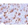 CD30 / TNFRSF8 (Hodgkin & Reed-Sternberg Cell Marker) (rKi-1/779), 1mg/mL