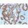 p53 Tumor Suppressor Protein(N/A), 1mg/mL