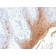 Cytokeratin 10 (KRT10) (Suprabasal Epithelial Marker)(KRT10/1990R), 1mg/mL