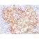 Ksp-Cadherin / CDH16 (Renal Cell Marker)(CDH16/2125), 1mg/mL