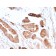 Flt3 / CD135(FLT3/2458), 1mg/mL