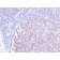 Biotium BNUM2497-50, Bcl-6 (Follicular Lymphoma Marker)(BCL6/2497R), 1mg/mL