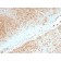 Biotium BNUM2552-50, AKT1 (Prognostic Marker for Neuroendocrine Tumors) (AKT1/2552), 1mg/mL
