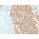 CDw75 (B-Cell Marker)(ZB55), 1mg/mL