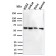 Biotium BNUM2751-50, CD127 / IL7R (Marker of T-Reg Cells)(IL7R/2751), 1mg/mL