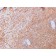 Biotium BNUM2761-50, CD40 Ligand / CD154 / TRAP1 (Activation Marker of T-Lymphocytes)(CD40LG/2761), 1mg/mL