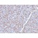 Biotium BNUM2766-50, ALK (Anaplastic Lymphoma Kinase) / CD246(ALK1/2766R), 1mg/mL