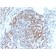 CD6 (Negative Marker of T-regulatory Cells) (C6/2884R), 1mg/mL