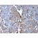 MerTK (Innate Immune Checkpoint)(MERTK/3015), 1mg/mL