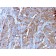 MerTK (Innate Immune Checkpoint)(MERTK/3022), 1mg/mL