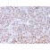 RNA Polymerase II CTD Repeat YSPTSPS (Phospho S5)(CTD 8A7), 1mg/mL