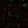 LMO2 (B-Cell Marker)(LMO2/3147R), 1mg/mL