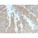 Drebrin 1 (DBN1)(DBN1/3393), 1mg/mL