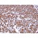 Biotium BNUM3409-50, CD20 / MS4A1 (B-Cell Marker)(MS4A1/3409), 1mg/mL