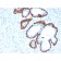 Cytokeratin 5 (KRT5) (Basal, Myoepithelial & Mesothelial Cell Marker)(KRT5/3594), 1mg/mL