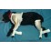 JORGENSEN LABS INC J0119R QUICK SPLINT REAR MEDIUM PAIR J0119R