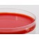 Hardy Diagnostic A186 Dry Culture Media, Bovine Blood Agar w/ Esculin Plate,  90 Day Shelf Life (Pack of 10)