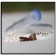 D1032-10 Benchmark Scientific Homogenizer Accessory Zirconium Beads for use with D1030