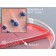 Hardy Diagnostic J116 Dry Culture Media, CNA/BluEcoli Biplate,  80 Day Shelf Life (Pack of 10)