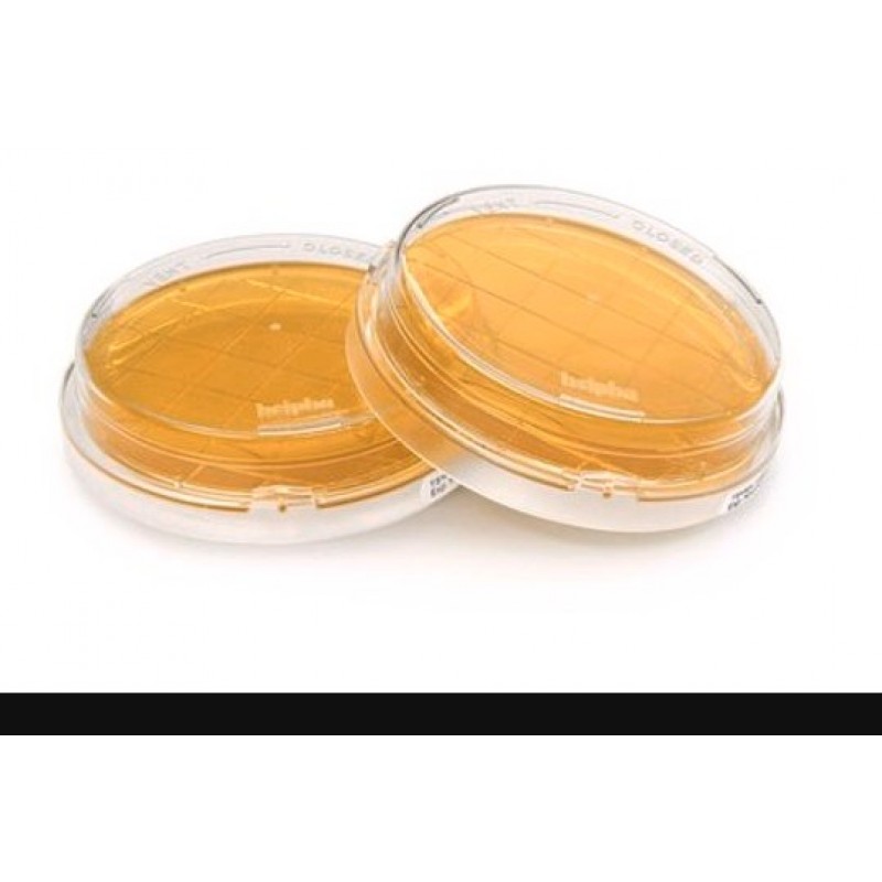 TSA W. LTHTHIO CONT.-ICR -20P