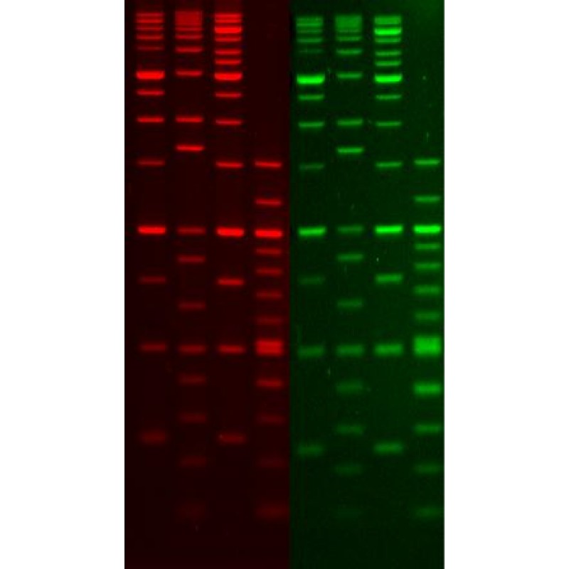 Biotium 1 kb DNA Ladder, SKU 31039 