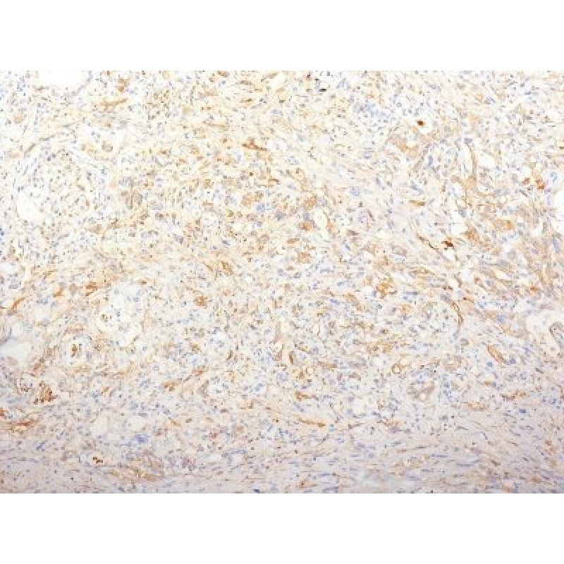 Fibronectin(TV-1), CF405S conjugate, 0.1mg/mL