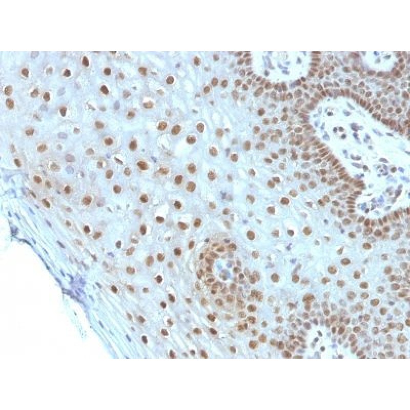 c-Myc(MYC275), CF405S conjugate, 0.1mg/mL