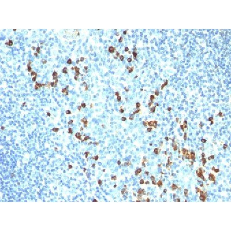 Human IgM Immunoglobulin(ICO-30), CF405S conjugate, 0.1mg/mL