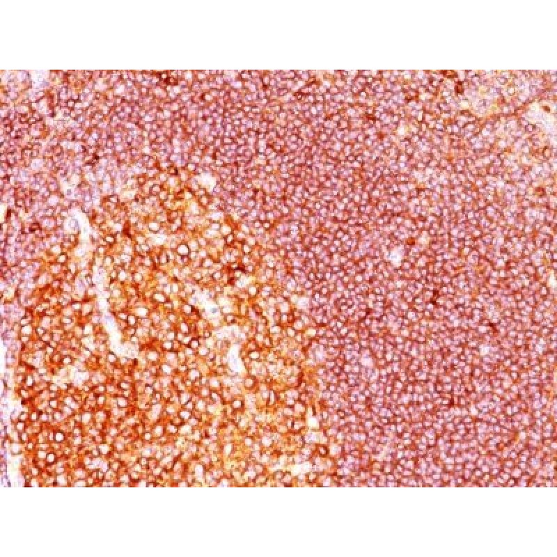 MALT-1(MT1/410), CF405S conjugate, 0.1mg/mL