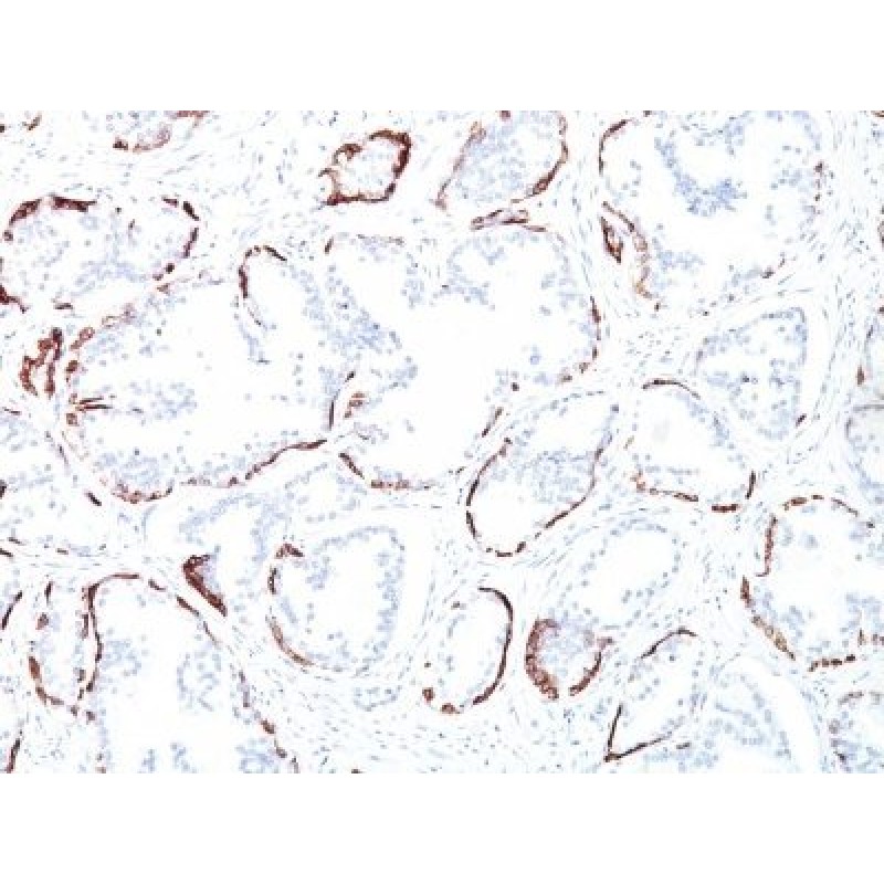 Cytokeratin, HMW(34BE12), CF405S conjugate, 0.1mg/mL