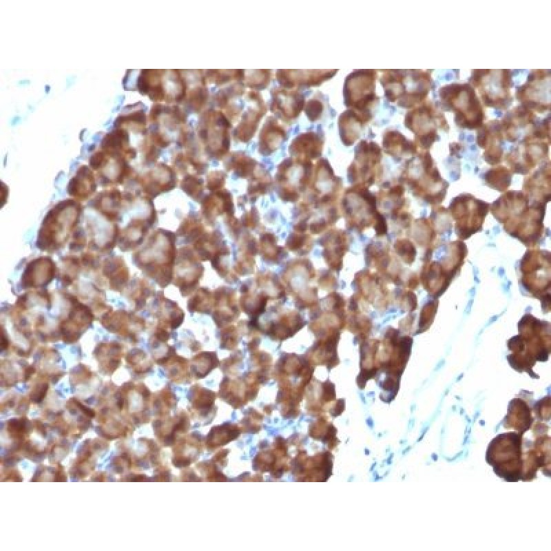 ODC-1 (Ornithine Decarboxylase-1)(ODC1/486), CF405S conjugate, 0.1mg/mL