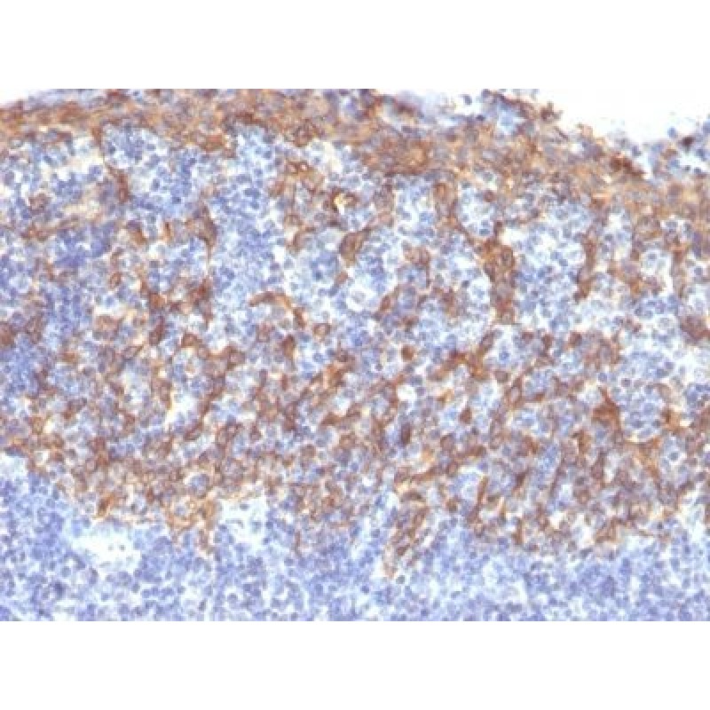 Cytokeratin 14(LL002), CF405S conjugate, 0.1mg/mL