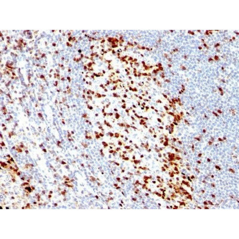 ZAP70(ZAP70/528), CF405S conjugate, 0.1mg/mL