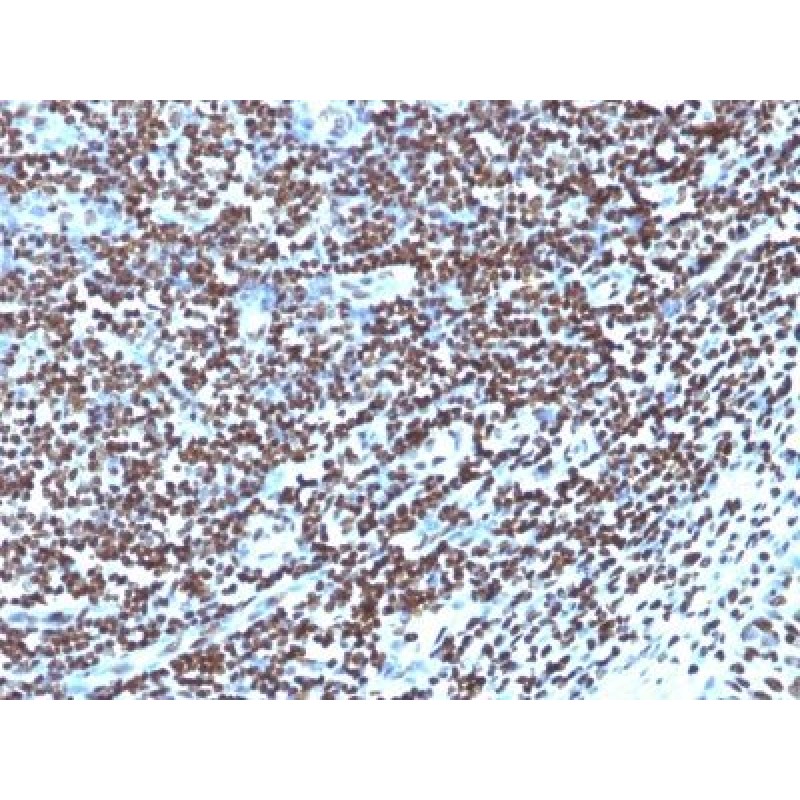 Histone H1(1415-1), CF405S conjugate, 0.1mg/mL